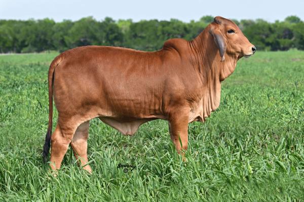 MORENO MS. LADY RED DOVE