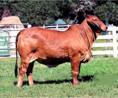 DB Southern Style 2,100