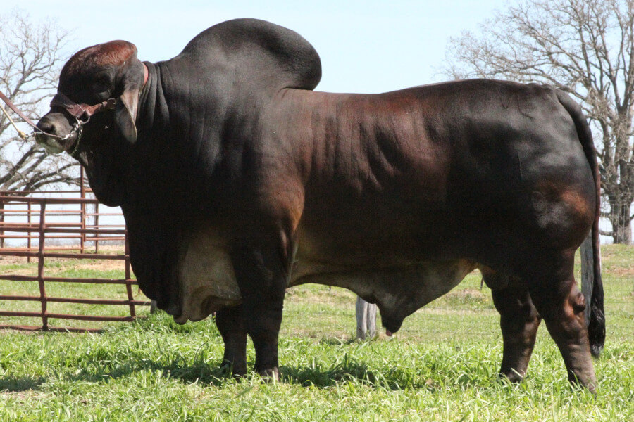 SIRE: +VL ROJO APACHE 1/50