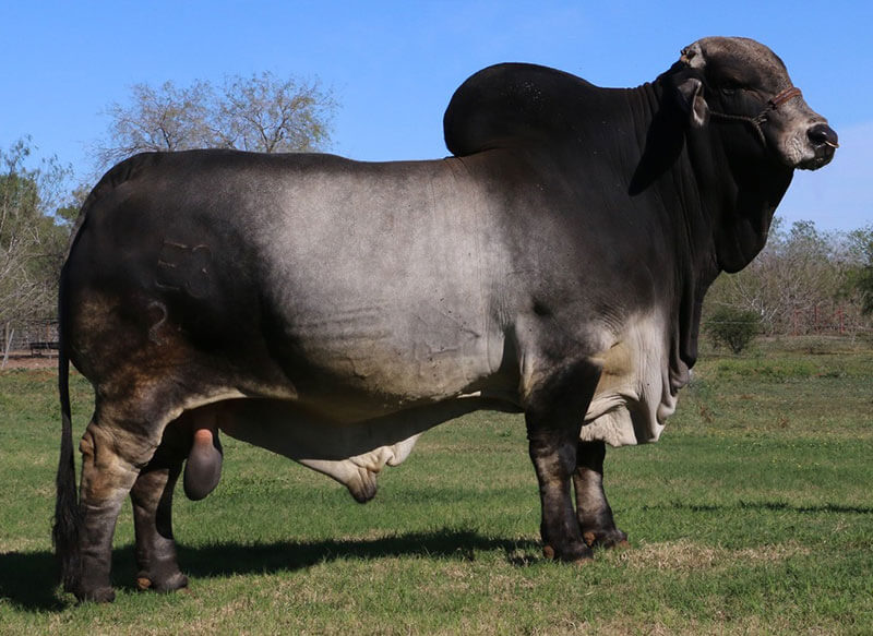 SIRE: POLLED PATHFINDER