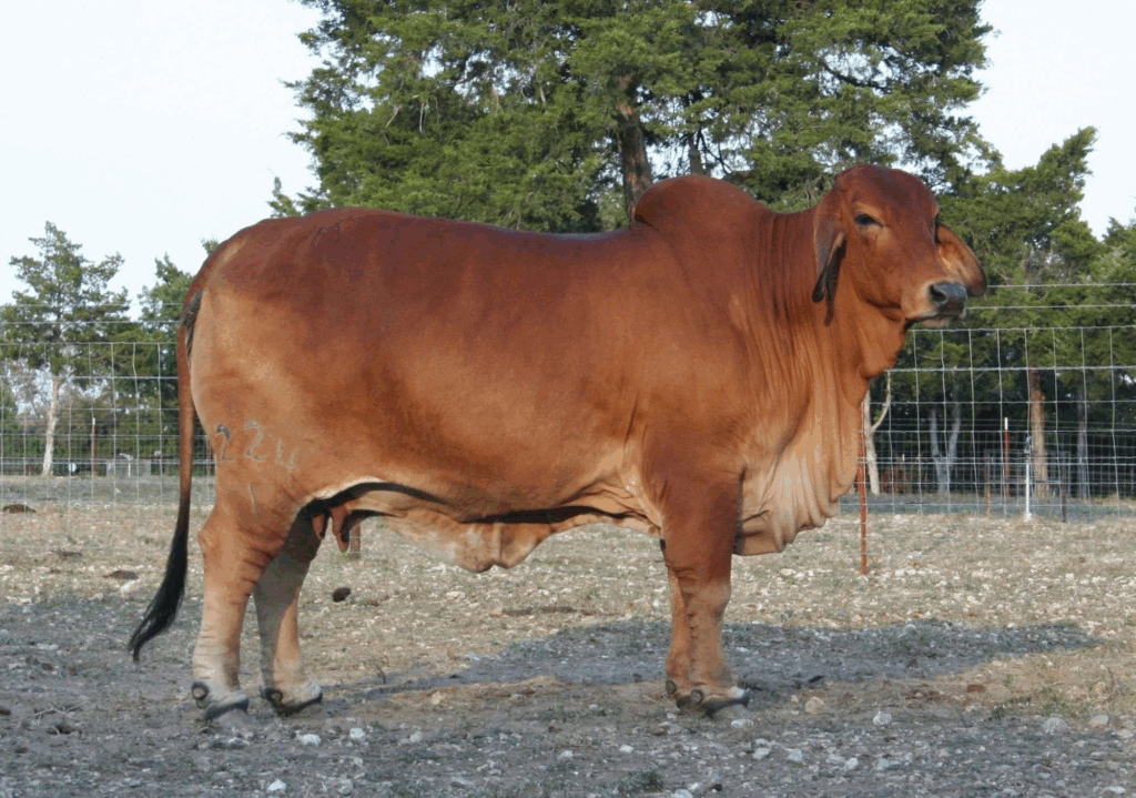 + MORENO MS. LADY RIGHT ON 224/1