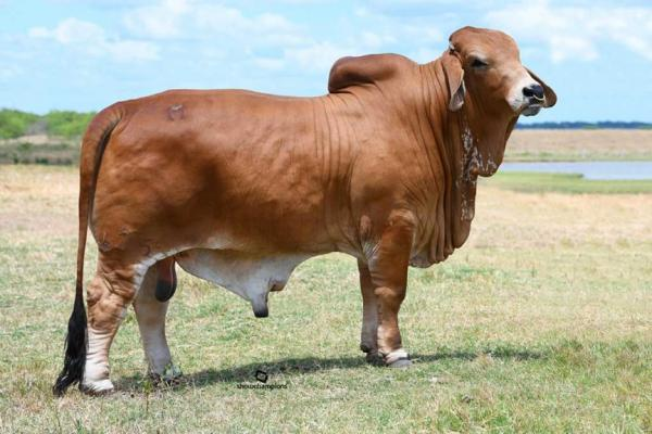 + MORENO MR. ROCK STAR 625