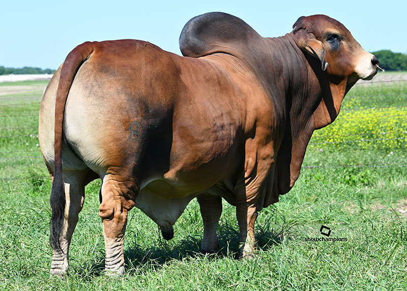 +MR WCC MAXIUMUS ROJO 82/4