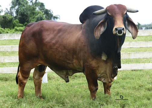 HK X-RAY 825/1 (CLONE)