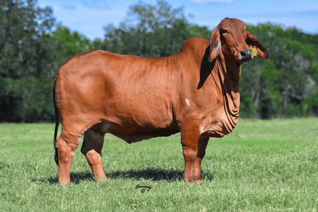 HK MS. JACK AMERICA 106/0