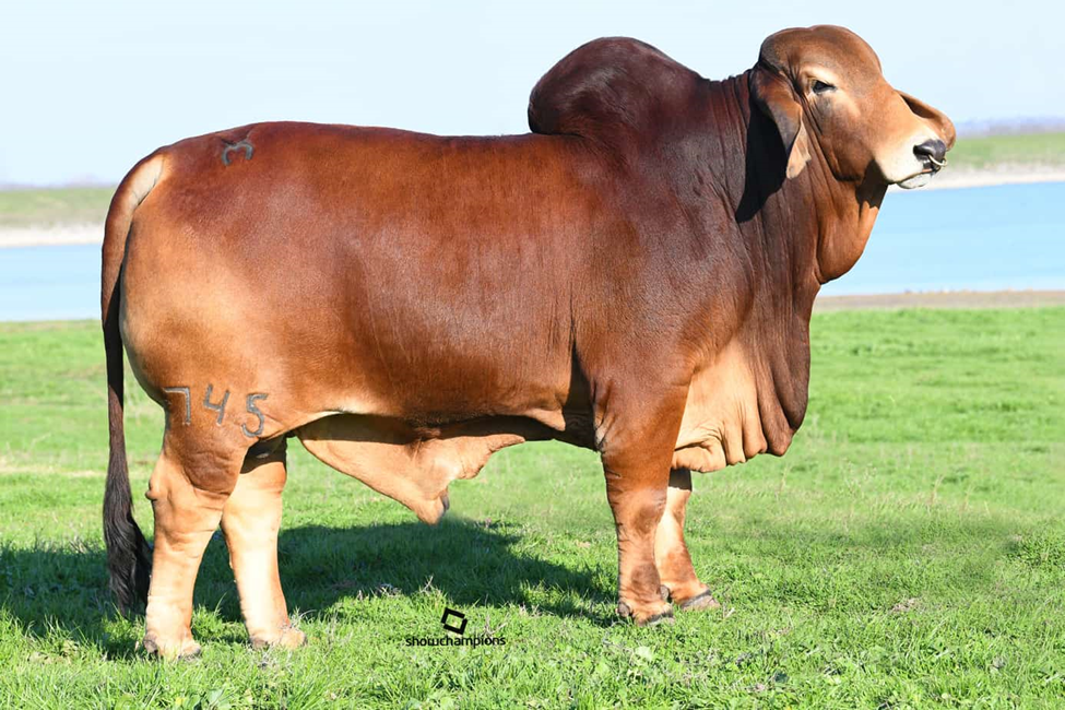 MORENO MR. REGUN 745