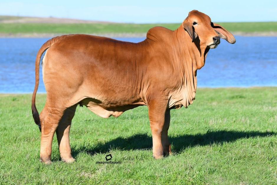 DAM: MORENO MS. LADY ROSELINE 928/1