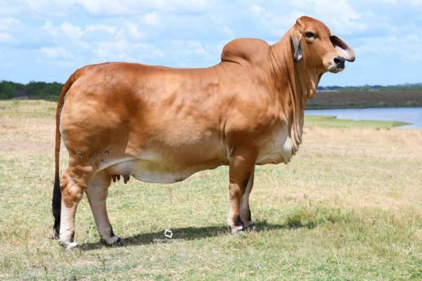 GRAND DAM: + MORENO MS. LADY REDI 902