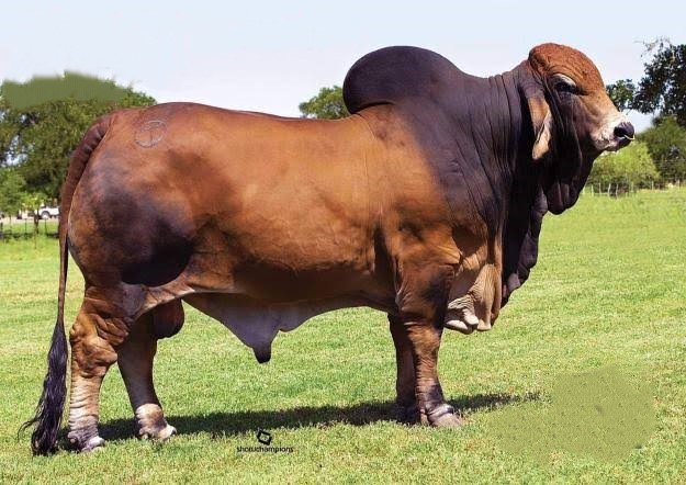 SIRE: +CT MR. ELMEAUX RHINEAUX 1/7