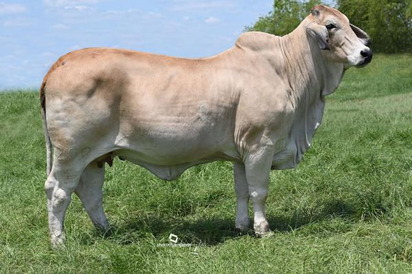 DAM: MORENO MS. LIGHT NITE 200/1