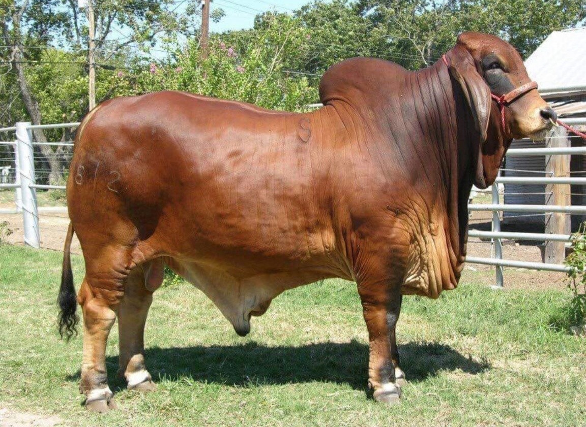 SIRE: +SRS Mr. Pasco 812