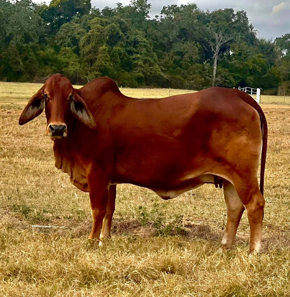 DAM: DB SOUTHERN STYLE 1/275