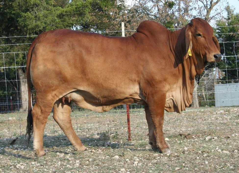 DAM: LB LAROE MANSO 998/4