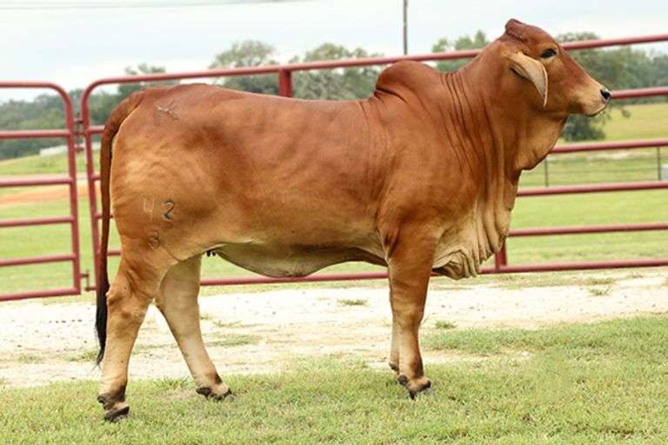 Ms. Apache Princess 42/3