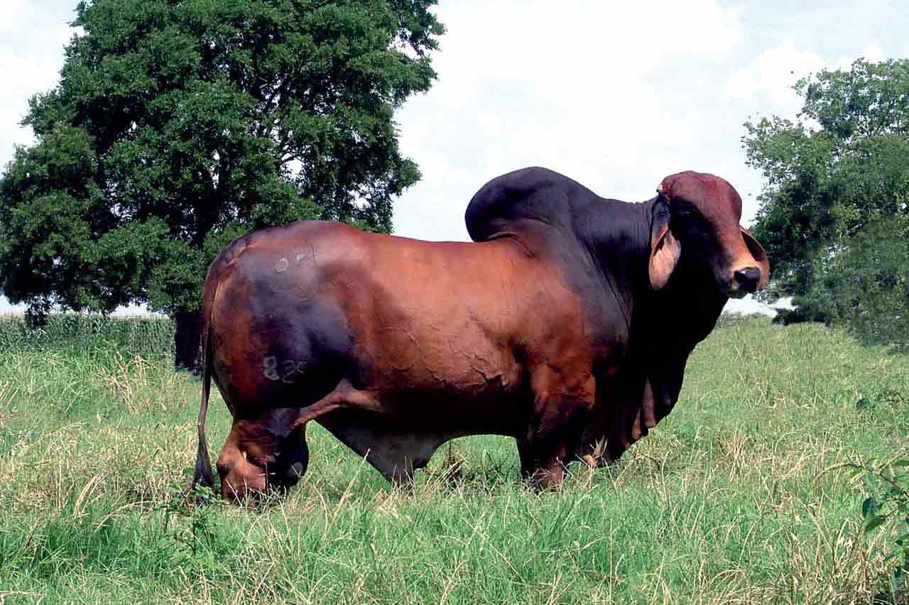 SIRE: +Mr 3H X-Ray 825