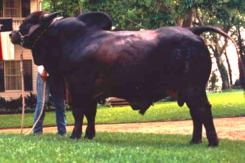 +DB SOUTHERN STYLE 33/3