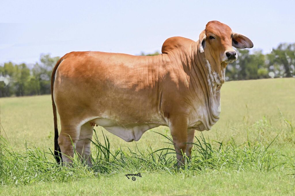 Moreno Ms. Lady Rock Rumpet 746/4