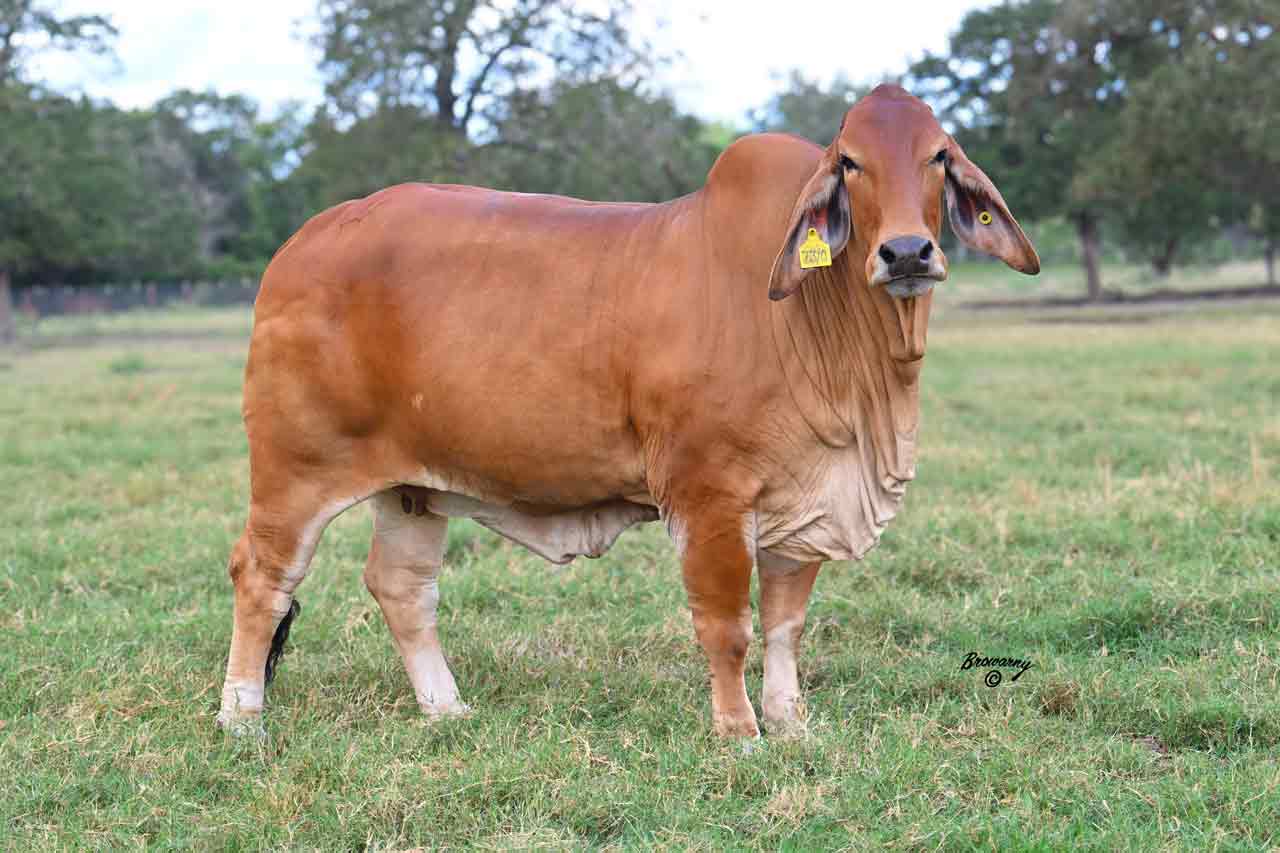 DAM: HK Ms. Jack 73/0