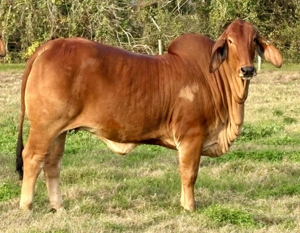 HK DR MS XRAY SUPREME 340/3