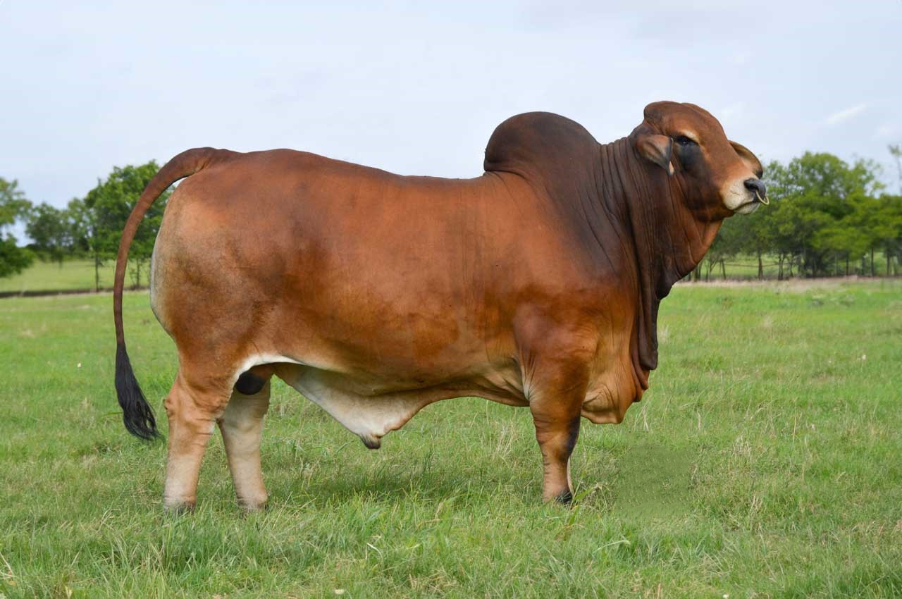 Herzog-Cattle-CBR-667-8-cutter