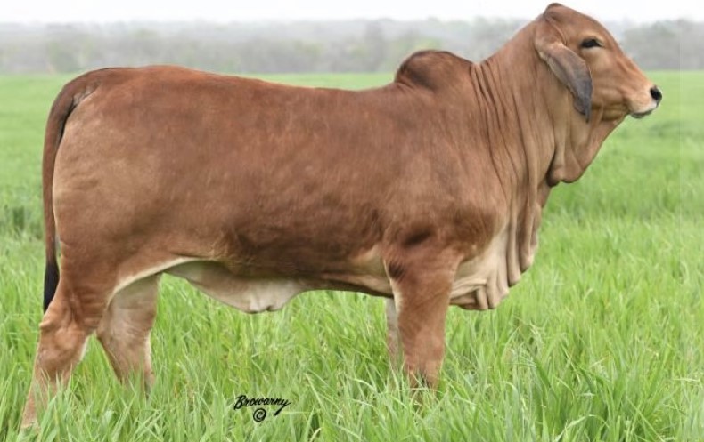 Moreno Ms Lady Polled Ruby (P) 310/4