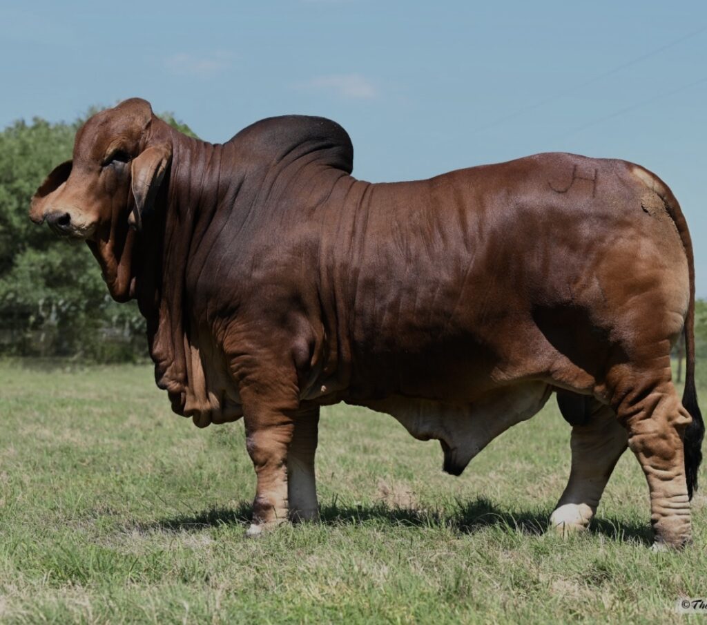 R JH "BETO" 41/3