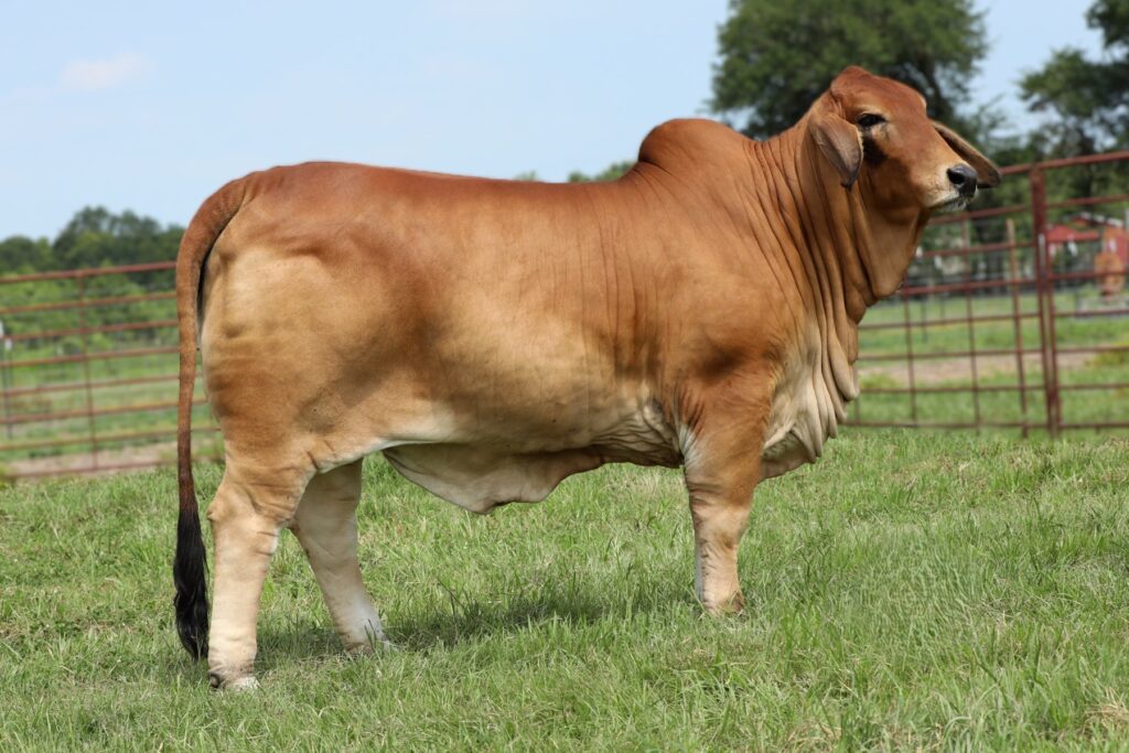 Ms. Angel Eyes 33 2 ABBA number 1064691