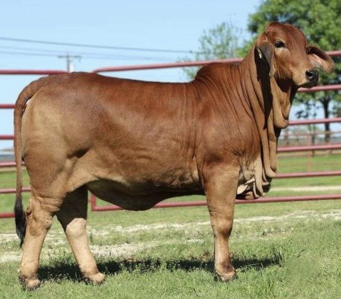 Ms Drunken Bunny 44/3