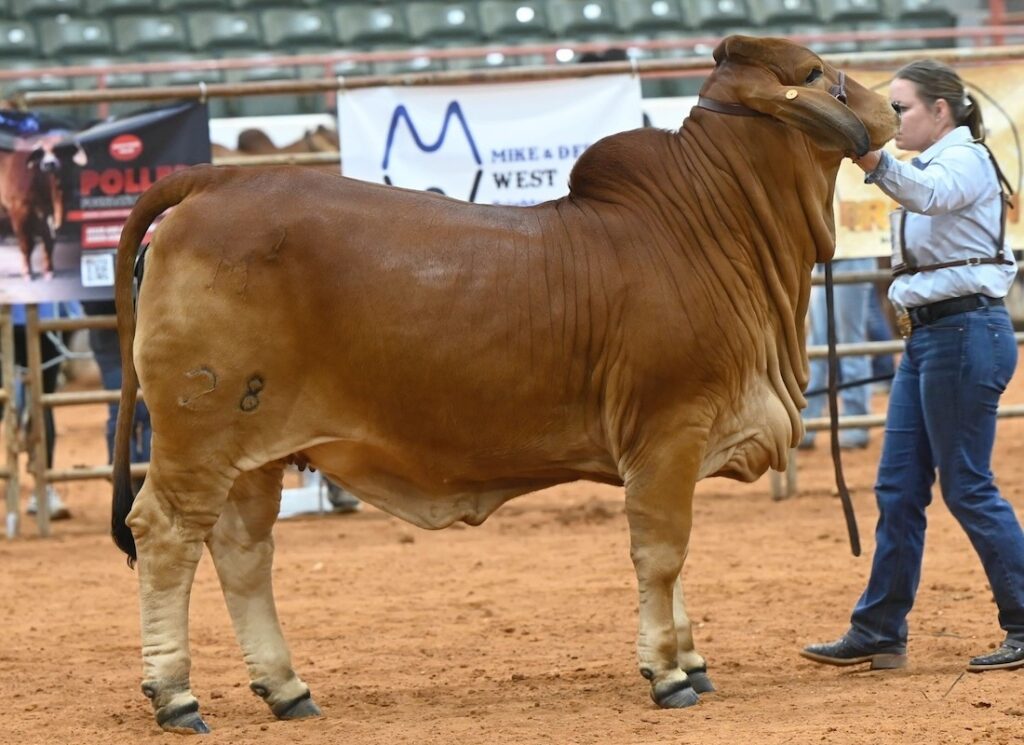 MISS M2 028 CUTTERS ROCK STAR owned by M- SQUARED FARMS