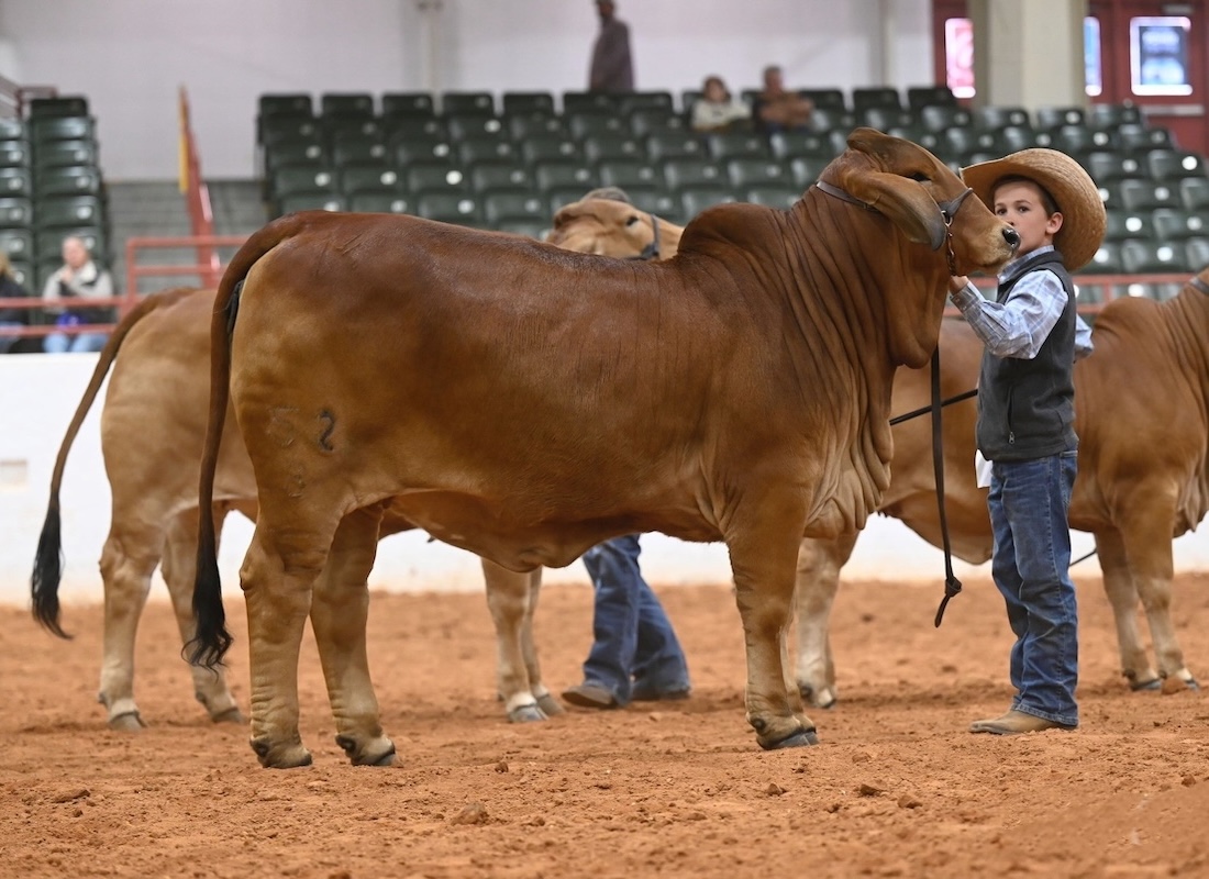 MS. FOXY RED 52/3 owned by MICHAEL VONDENSTEIN
