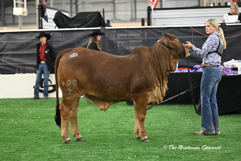 2024 SAN ANTONIO LIVESTOCK SHOW & RODEO