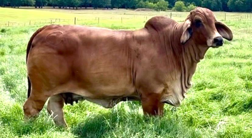 CT Ms. Polled Rhineaux 20/6 (P)