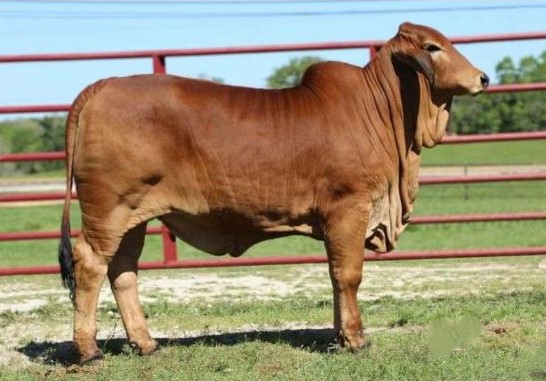 Ms. Apache’s Red Wiskey 37/3