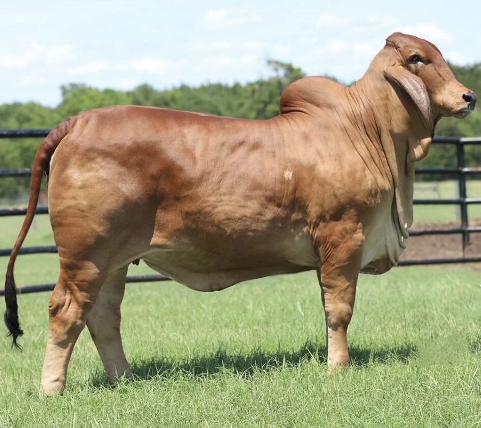 MS AZTECA CARAMELO 19/4