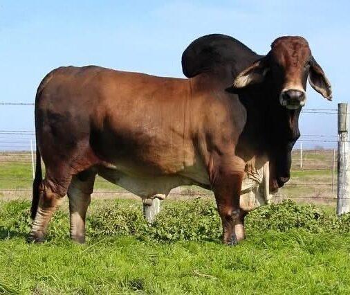 Historical Bull +BB Bronson 299/3