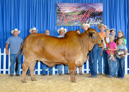mother Cristal owned by Detering Brahmans