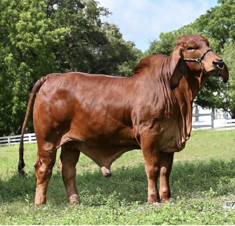 DB SOUTHERN STYLE 2/023 "CHAMBORD"