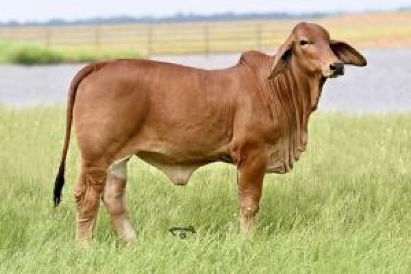 Moreno Ms. Lady Red High Heels 402/4