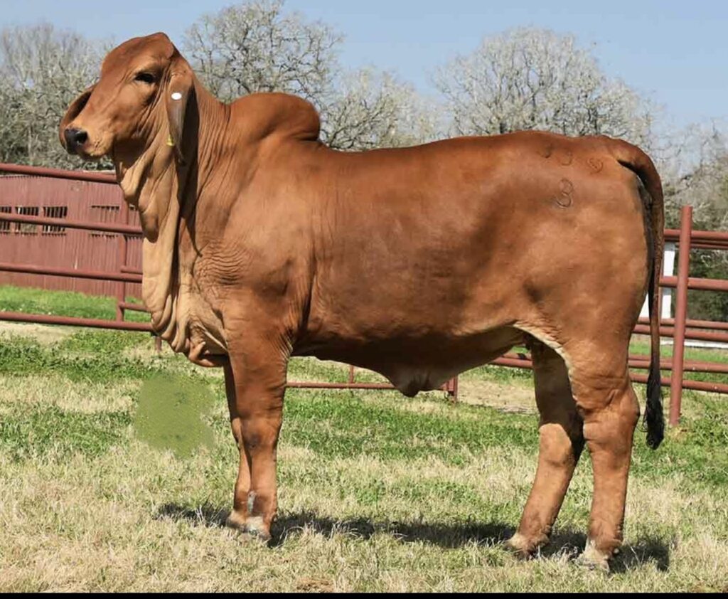 Ms. Magnate 339/3