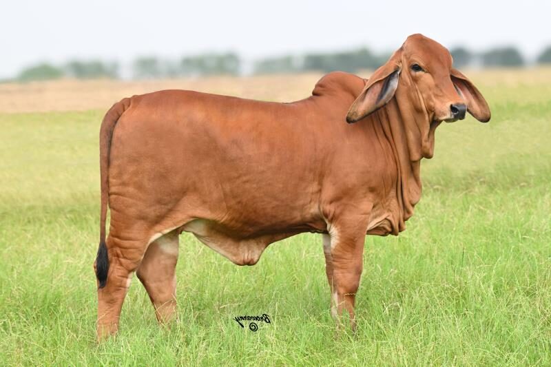 Moreno Ms. Lady Rosie Ru 416/4