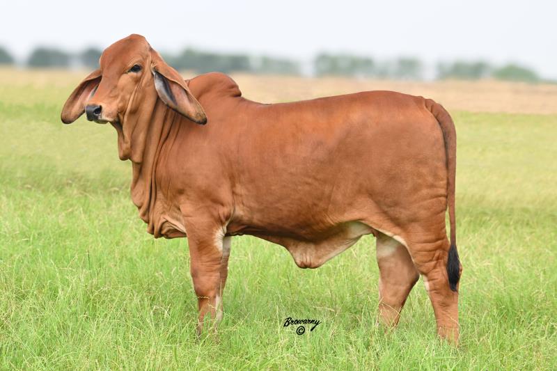 Moreno Ms. Lady Rosie Ru 416/4