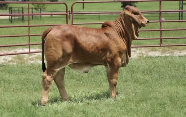 Ms. BB TCM Red Jolene 117