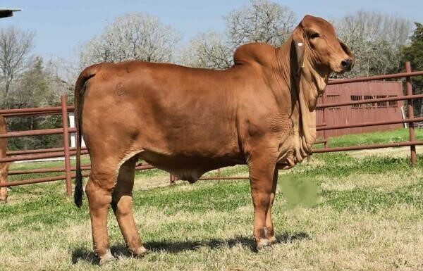 HK Ms. Magnate 339/3