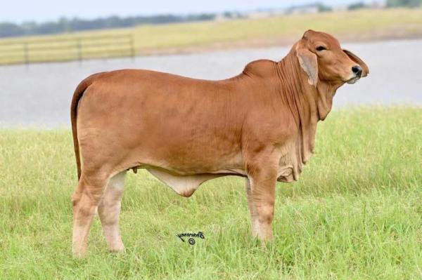 Moreno Ms. Lady Reba Z Pasco 446/4