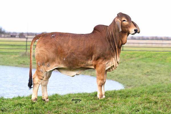 Moreno Ms. Lady Reese RU 666/4