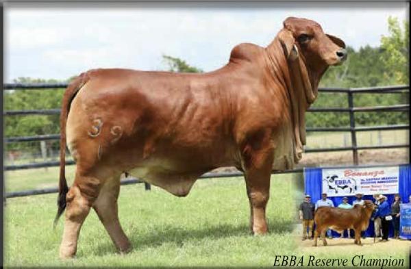 VBCC Miss Stormy Daniels 39/1