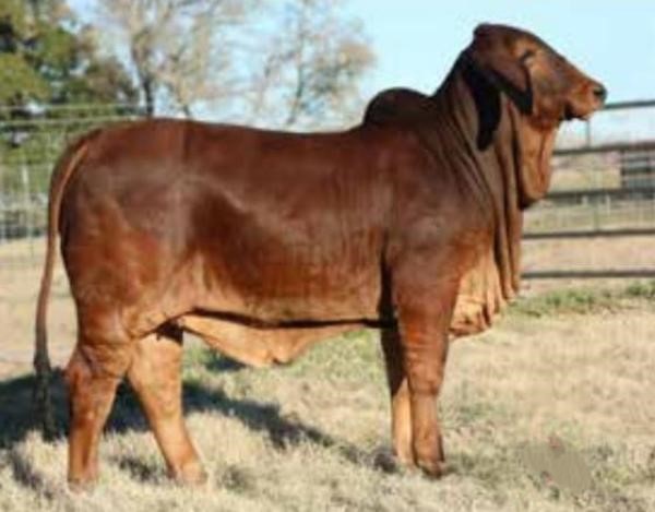 MS WILLA'S PASCO 25/0