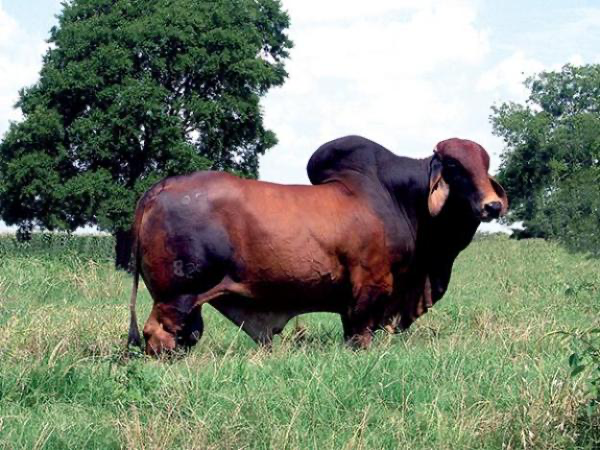 SIRE: +MR. 3H X-Ray 825