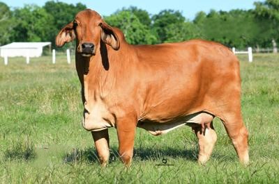 DAM: HK MS. AMERICA 930