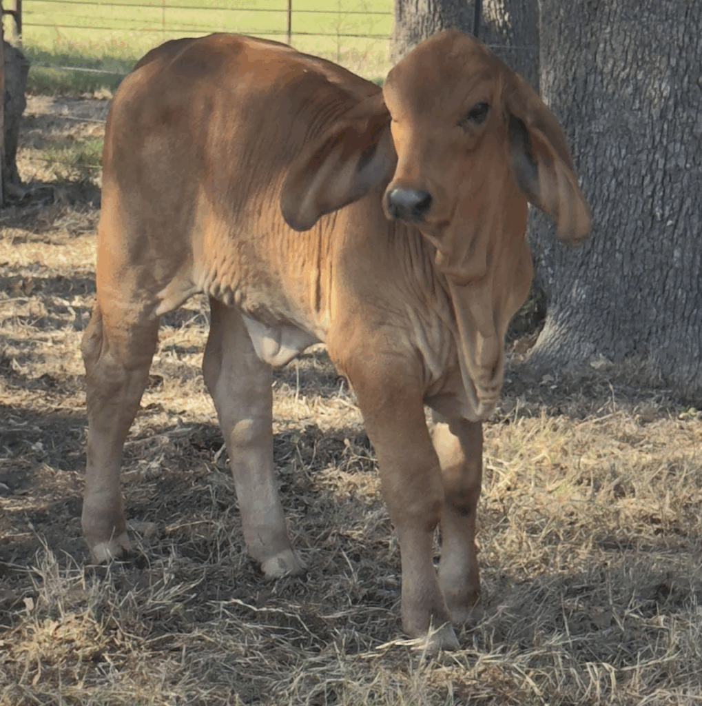 Sired by PCC Polled Primetime (P) 13/8